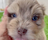 Havapoo Puppies For Sale Florida Fur Babies